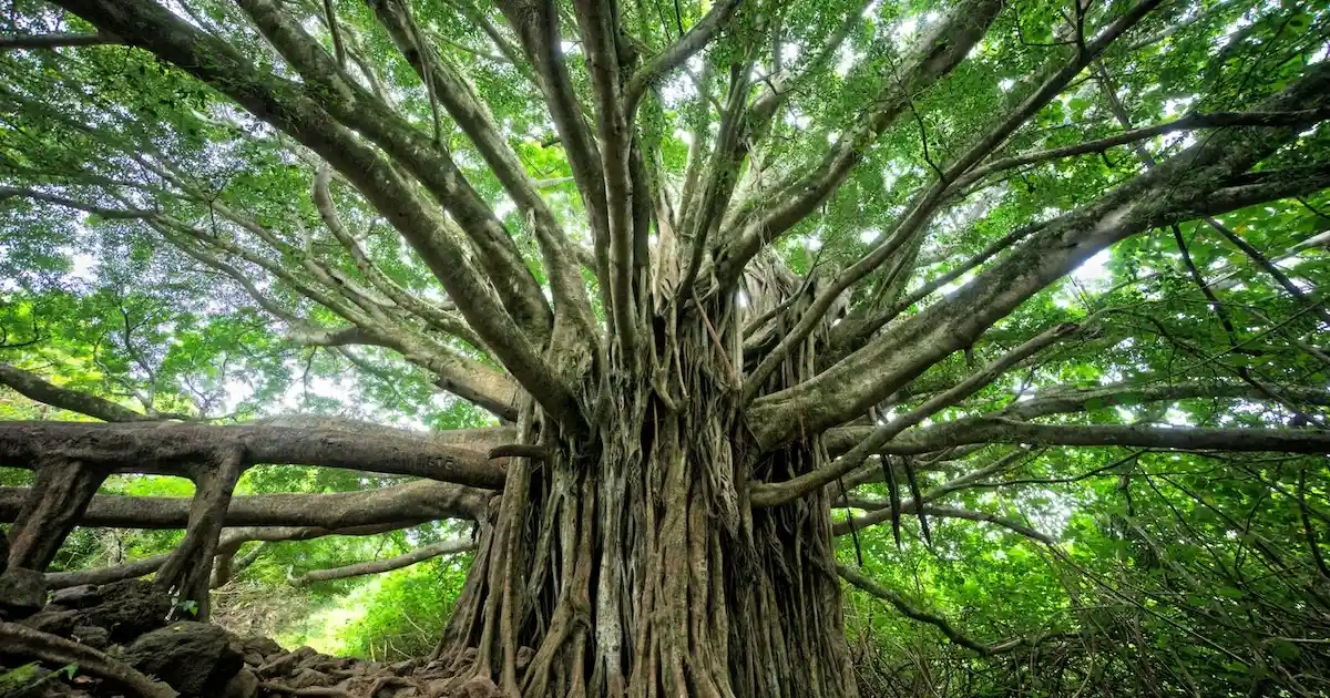 Giant old banyan tree